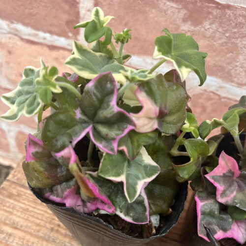 楽天市場】オニヤブソテツ（鬼藪蘇鉄）シルトミウム ファルカタム