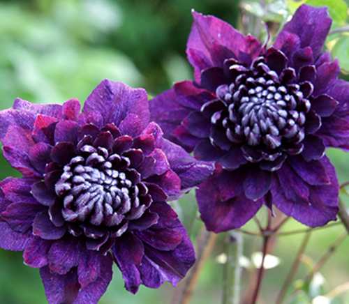 楽天市場】クレマチス 雪の華 4.5号サイズ2年生ポット苗 モンタナ系