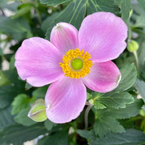 信州産　秋明菊桃色・白　joy様　ご確認用です♪ 楽天市場】秋明菊（シュウメイギク） モモイロブーケ 3.5号