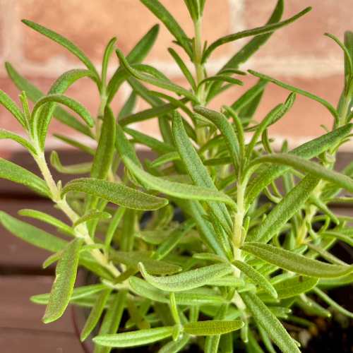 楽天市場】ハーブ ローズマリー ソーヤーズセレクト 3号 (直径9cm