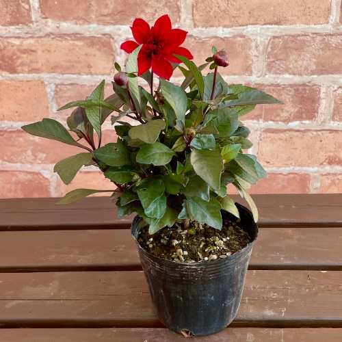 楽天市場】予約販売 ダリア 苗 銅葉ぷちダリア フレディー