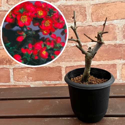 楽天市場】寒ボケ(寒木瓜) 雲の峰 4号鉢盆栽仕立て苗(c8) : 千草園芸