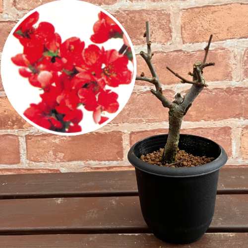 楽天市場】ボケ(木瓜) 放春花 祝錦 3.5号 (直径10.5cm) ポット苗 落葉