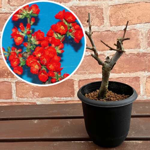 楽天市場】寒ボケ(寒木瓜) 雪小町（白花）4号鉢盆栽仕立て苗(c1