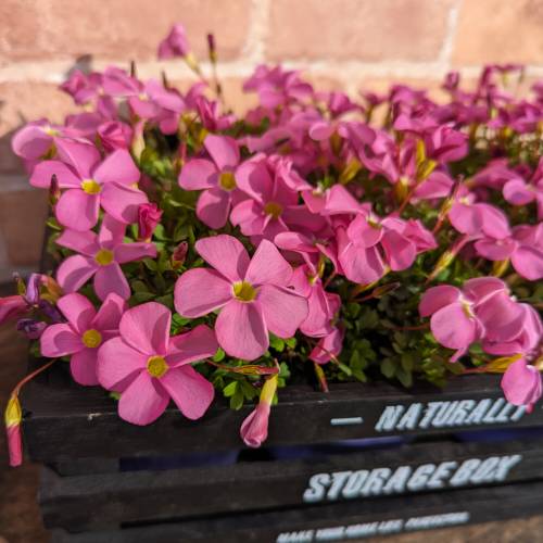 楽天市場】オキザリス苗 桃の輝き 3.5号ポット苗 : 千草園芸