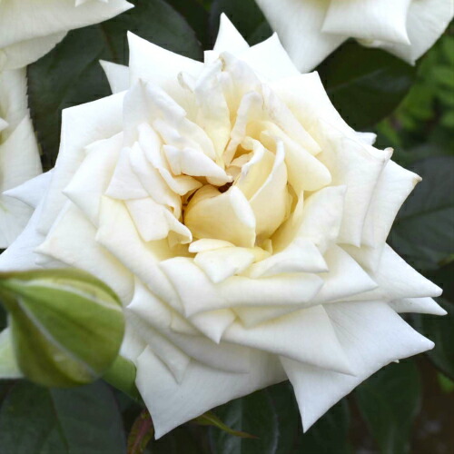 楽天市場 年数量限定 新品種 バラ大苗 即納可クレム ドゥ メイアン 国産苗 大苗 6号鉢植え メイアン作出 あなたの街のお花屋さんイングの森