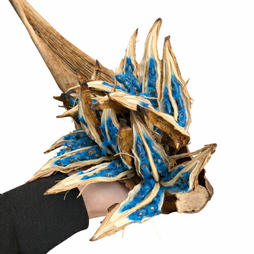 楽天市場】希少品 タビビトノキノタネ ミニボトル入 石垣島産の旅人の