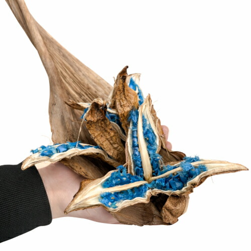 楽天市場】希少品 タビビトノキノタネ ミニボトル入 石垣島産の旅人の