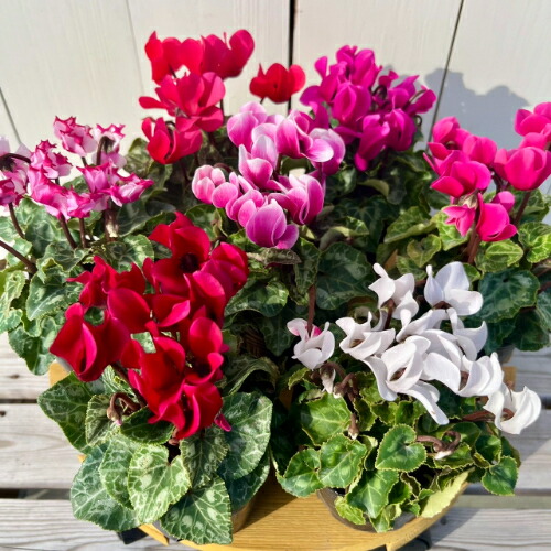 楽天市場】ガーデンシクラメン 素敵な寄せ植えBIG直径38センチ