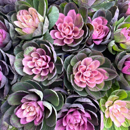 楽天市場】ミニ葉牡丹 ジュエリーツイン 赤白寄せ植え 3号ポット