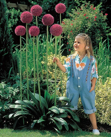 ギガンチューム球根 40個 ariamu002-01_01me.jpg