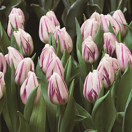 楽天市場】チューリップ キャンディークラブ 枝咲き22球パック