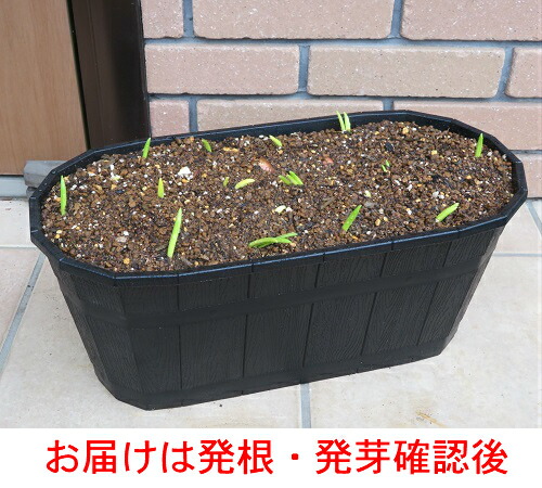 楽天市場】チューリップ三昧50球！おまかせチューリップ5種以上まぜ