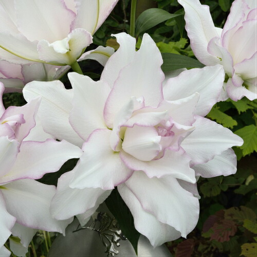 100 本物 1球 アヌースカ ローズリリー 植物 観葉植物 Www Yourhealthymeasures Com