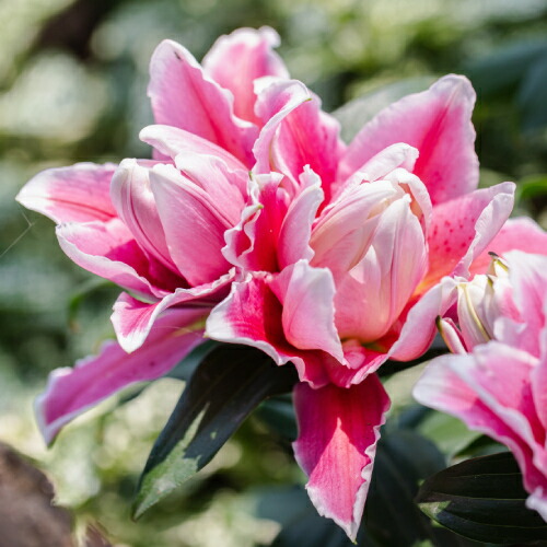 ユリ 楽天市場】オリエンタルリリー サマンサ 球根 1球 ゆり ユリ 百合 秋