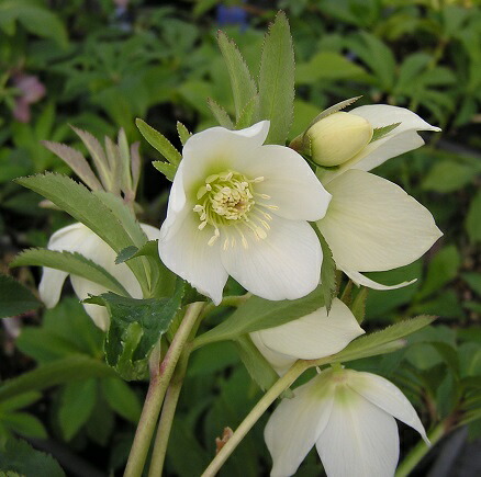 楽天市場】ミヨシのクリスマスローズ あんず小鞠 八重咲き・中小輪