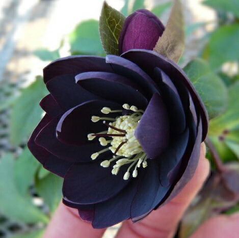 楽天市場】クリスマスローズ 'ブラック スワン'（メリクロン小苗