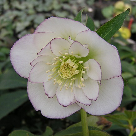 楽天市場】クリスマスローズ 八重咲 利休系グリーンリップ ダブル 4号