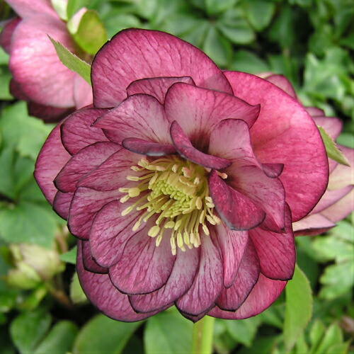 楽天市場】ミヨシのクリスマスローズ ダブルファンタジー 八重咲き・中