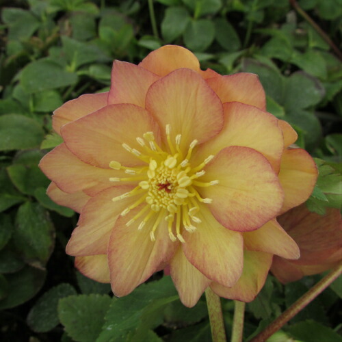 楽天市場】ミヨシのクリスマスローズ あんず小鞠 八重咲き・中小輪