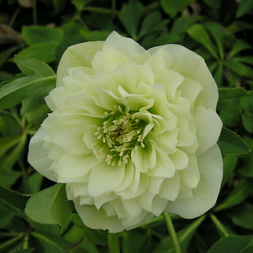 楽天市場】ミヨシのクリスマスローズ あんず小鞠 八重咲き・中小輪