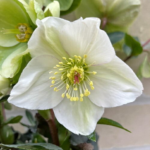 楽天市場】完全生産者限定品クリスマスローズ ウィンターベル5号鉢