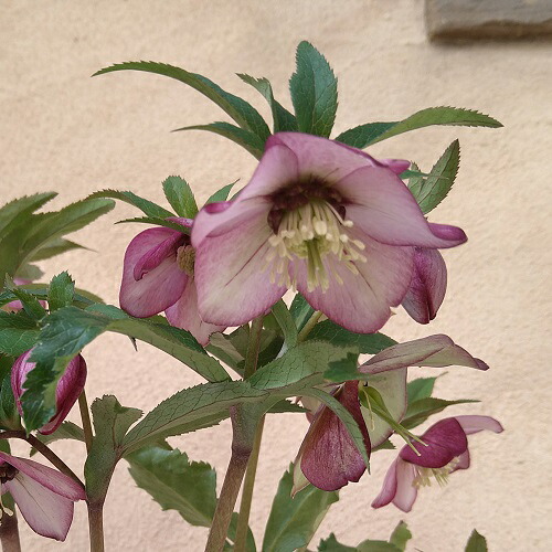 楽天市場】ミヨシのクリスマスローズ あんず小鞠 八重咲き・中小輪