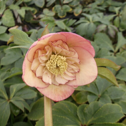 楽天市場】ミヨシのクリスマスローズ ダブルファンタジー 八重咲き・中