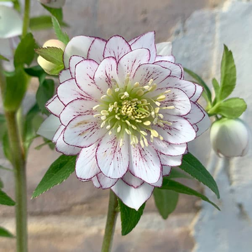 人気の小輪あんず小鞠（こまり）✨dd✨ミヨシ♥クリスマスローズ✨かわいい 楽天市場】ミヨシのクリスマスローズ あんず小鞠 八重咲き・中小