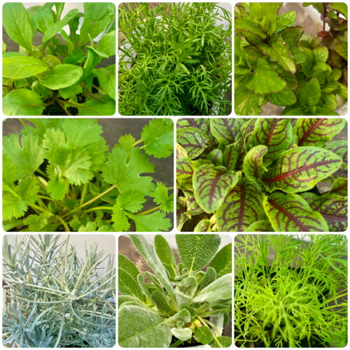 楽天市場】【お得なハーブ10個セット】☆ クッキングハーブ 料理に使え