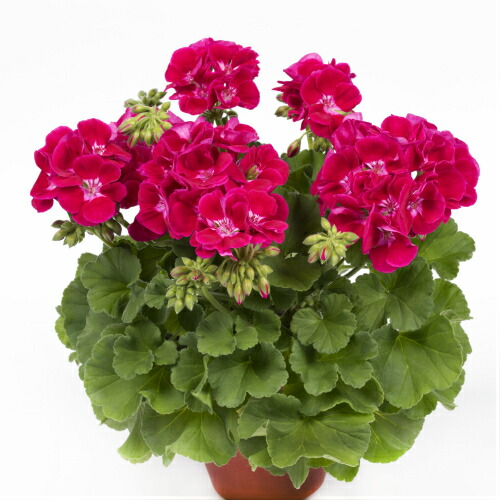 楽天市場 花苗 宿根草 栄養系 ゼラニューム ゼラニウム ユーロスター フラワーフェアリーレッドスプラッシュ １株 苗 ゼラニウム 多年草 花の苗 あなたの街のお花屋さんイングの森