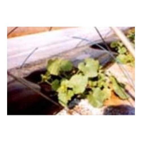 服部猛株式会社 農学原材料用不織布 マリはやりっ児 幅90珊 長さ100m 奥ふかさ0.14粍 質量25g/m2 E01025