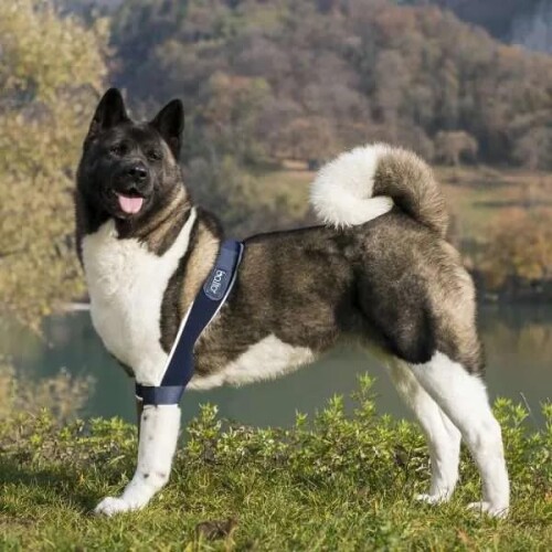 アニフル (anifull) BT SOFT PLUS 両肘蝶つがい支持者 S大きさ 米国海軍 犬