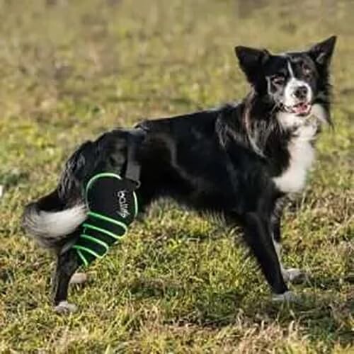 アニフル (anifull) BALTO SPORT AGILE LEFT(膝愛読者 左足) S