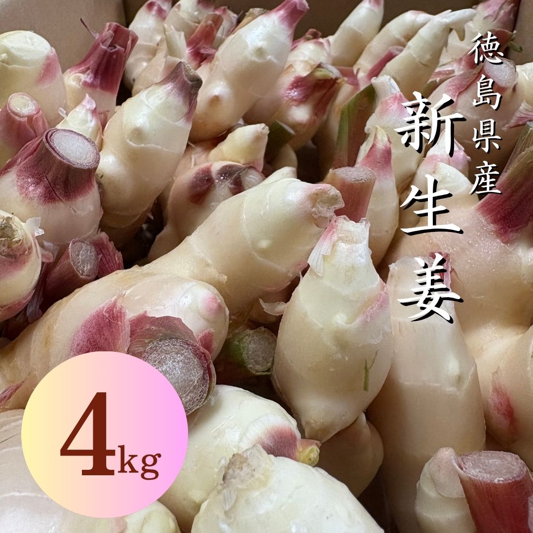 千葉県産生姜種三洲 種生姜 千葉県産三州生姜10kg : 生姜工房 - 通販 - Yahoo