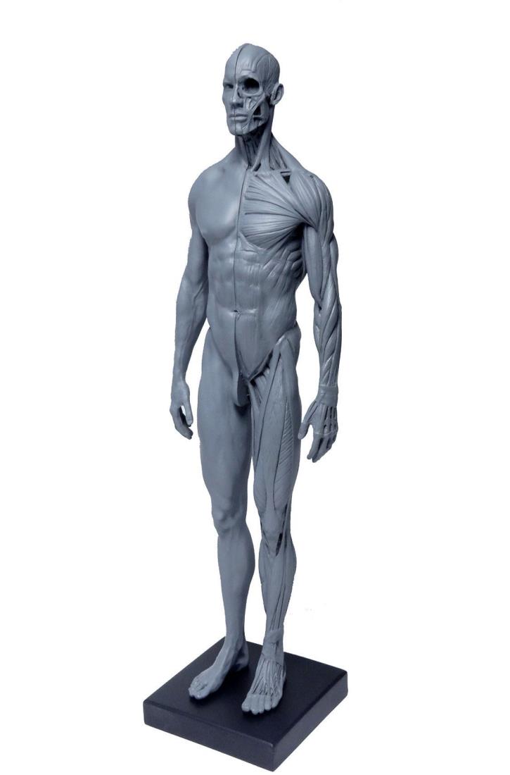人体模型 男性 TORSO バスト スタチュー 　美品 20250509202836_100_1.jpg
