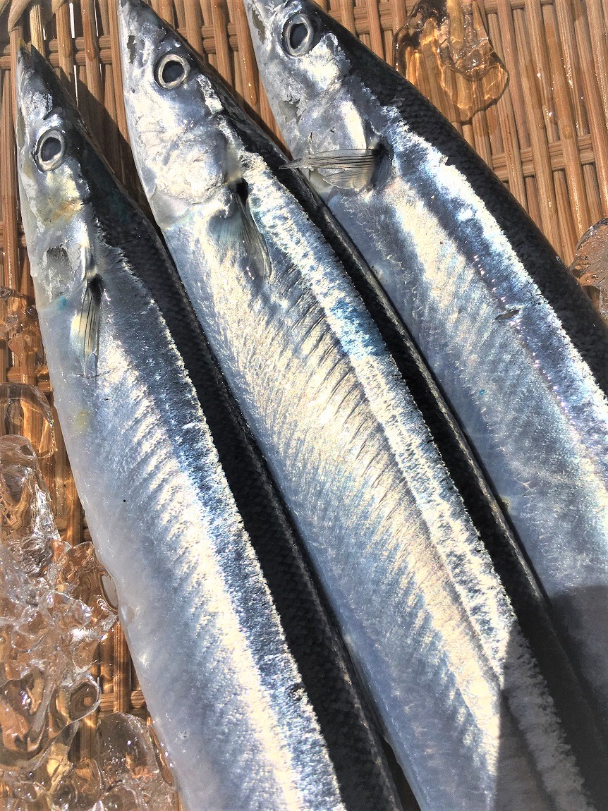 送料無料 北海道 宮城水揚げ 新物生さんま１ｋｇ ８尾前後 秋刀魚 生サンマ サンマ 生秋刀魚 さんま 配送先が 九州 沖縄 離島は不可となります 割引