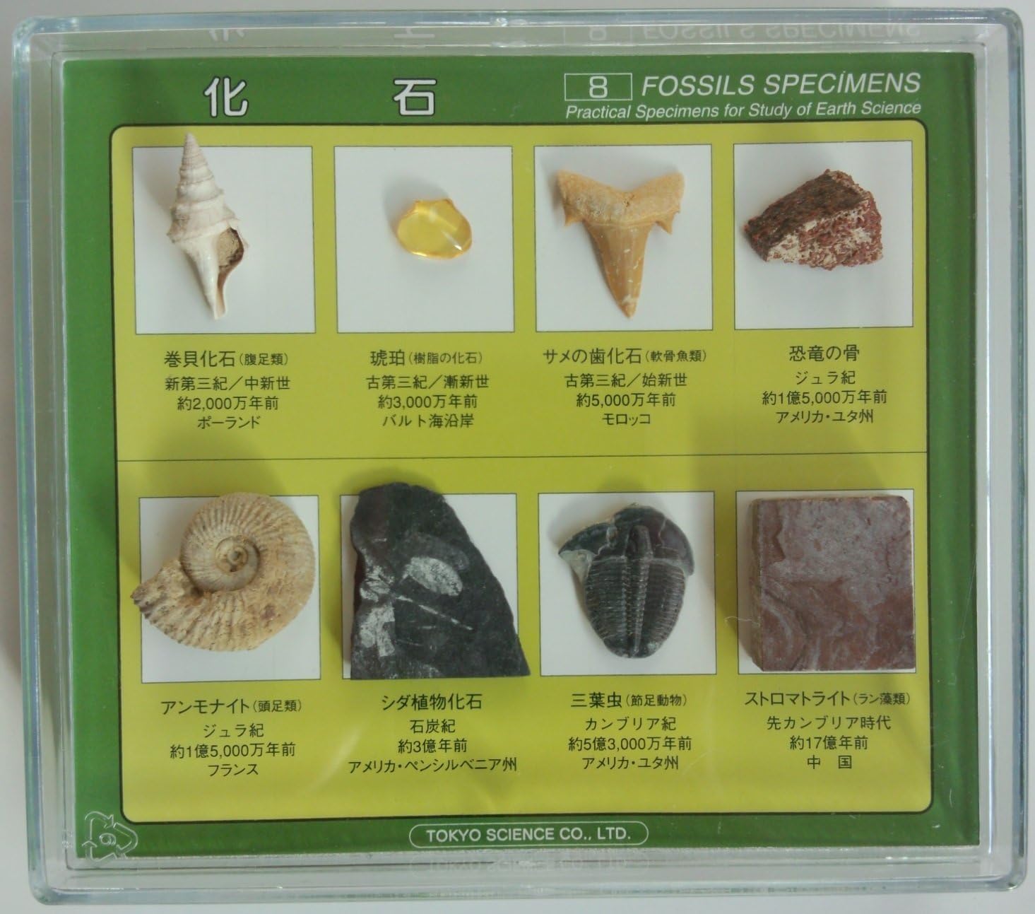 楽天市場】化石標本30種 東京サイエンス サメの歯 貨幣石 琥珀