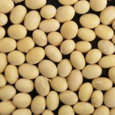 大豆の大豆 200gの大豆からお豆腐を作る | 八ヶ岳の風