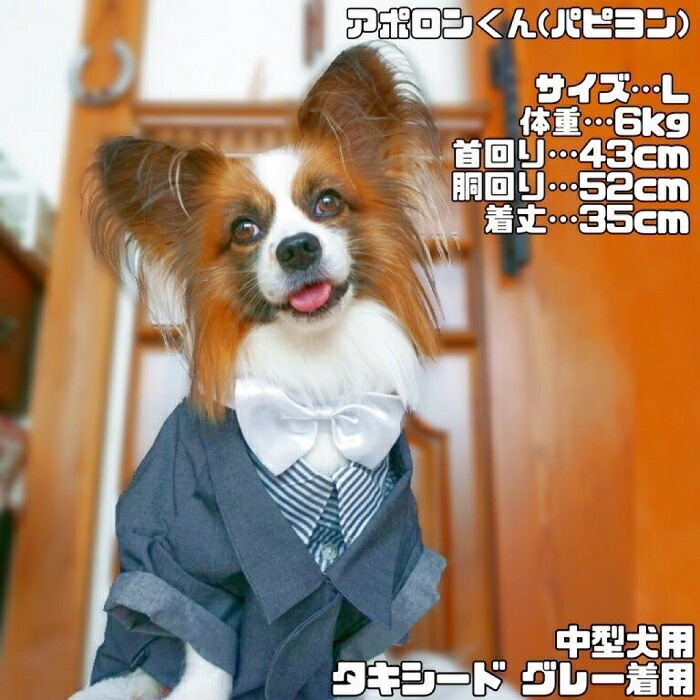 中型犬用 犬 服 春夏 タキシード グレー ストライプ ネクタイ 蝶ネクタイ 結婚式 フォーマル リングドッグ コスプレ 記念日 お祝い 前撮り マジックテープ留め 柴犬 パグ フレンチブルドッグ Dolly Fp F047 犬服 Giosenglish Com