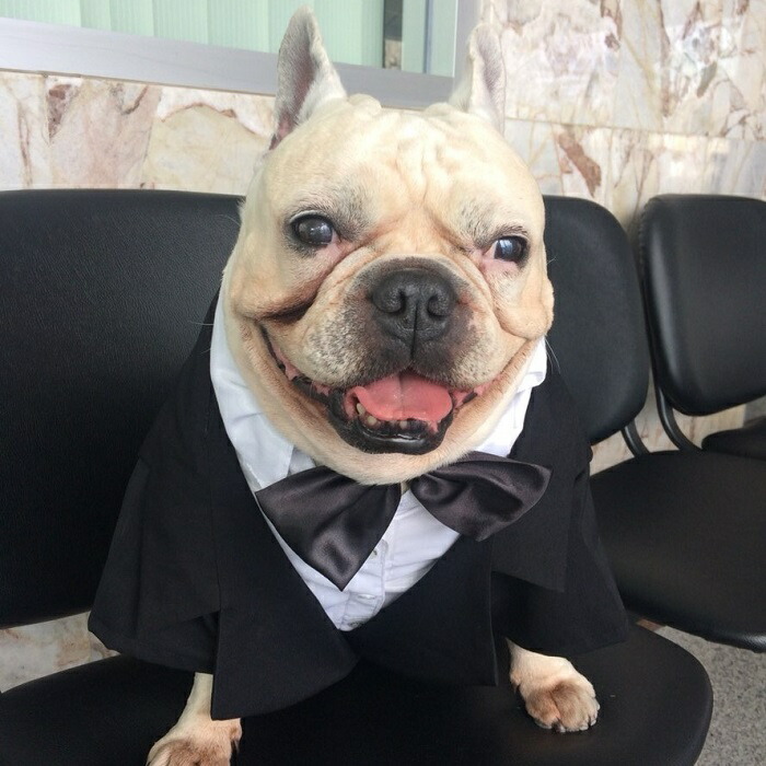 中型犬用 犬 服 タキシード 結婚式 リングドッグ フォーマル 蝶ネクタイ コスプレ ブラック フォーマル 記念日 お祝い 正装 前撮り 記念写真 ゴールド スタッズ 高級感 柴犬 パグ フレンチブルドッグ Doggydolly Fp F002 犬服 Letempslev K7a Com