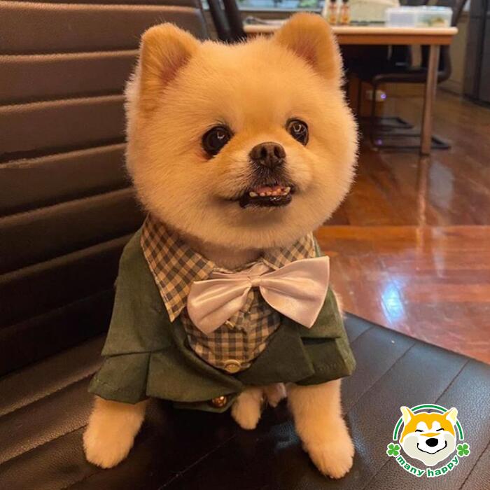 小型犬用 犬 服 タキシード 春夏 モスグリーン フォーマル ストライプ フォーマル 蝶ネクタイ 結婚式 フォーマル リングドッグ コスプレ お祝い 前撮り マジックテープ留め チワワ ポメラニアン トイプードル Dolly F046 犬服 Kermobile Com