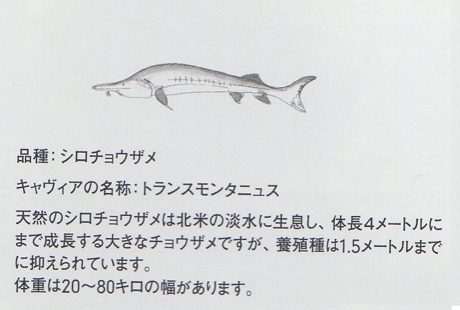 楽天市場 イタリア産キャビア トランスモンターニュ キャビアリ 100ｇ シロチョウザメ 輸入食材マルシェ