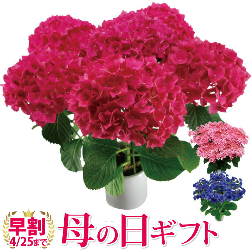 楽天市場 5 4 5 9お届け 予約品 早割クーポン 花 ギフト 母の日 鉢植え 鉢花 丈夫で育てやすい 登坂さんの アジサイ 5号鉢 室内 あじさい 花鉢 プレゼント カーネーション以外 生花 贈り物 紫陽花 珍しい 品種 母親 義母 誕生日プレゼント 女性 お祝い 50代