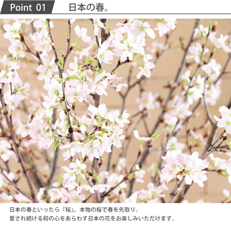 楽天市場 7日前予約品 桜 花束 プレゼント 桜の花束 さくら お祝い アレンジ 春 合格祝い 花 桜の木 フラワーギフト 生花 退職 合格 ギフト 贈り物 入社 送別 誕生日 卒業式 入学式 就職 祝い 引っ越し 女性 同僚 先生 男性