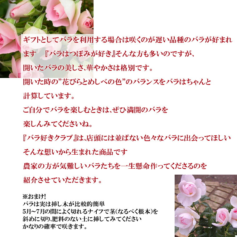 生花 バラ好きクラブ１年分 バラ 花 ローズ 誕生日 定期便 結婚祝い 毎月 毎月バラが届く お母さん 送料無料 還暦祝い お誕生日 お母さん 毎月バラが届く 祝い プレゼント お礼 お返し バラの頒布会 バレンタイン お返し 記念日 結婚記念日 ローズ ばら 薔薇 毎月 届く