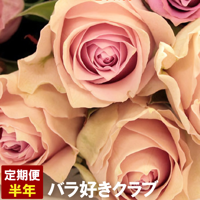 楽天市場 バラ好きクラブ1回分 お試し 生花 毎月バラが届く 母の日 退職祝い 横浜 花まりか フラワーギフト店