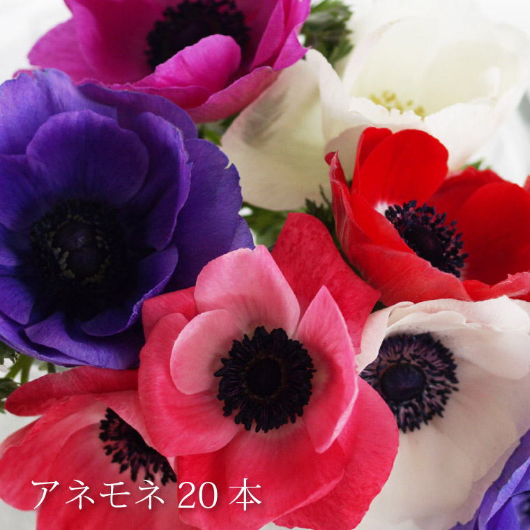 ぜいたくホワイトデー 花 言葉 最高の花の画像 ぜいたくホワイトデー 花 言葉 最高の花の画像