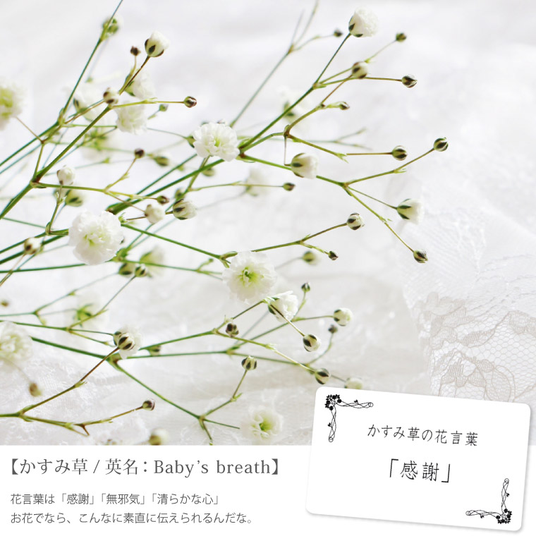 7日前予約品 かすみ草 花束 ブーケ カスミソウ エクラン 退職祝い 花 生花 アレンジメント フラワーボックス 結婚祝い ギフト プレゼント フラワーギフト お祝い お誕生日 代 30代 40代 お花 ウエディング 母の日 退職祝い 女性 花ギフト 贈り物 男性
