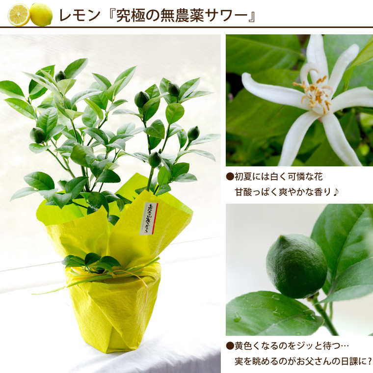 楽天市場 父の日 鉢植え 初夏の 果樹 鉢植え 5号 6 14 19お届け 父の日ギフト 花 ギフト ブルーベリー 苗木 レモン 実付き フルーツ 鉢 鉢花 栽培 家庭菜園 果樹苗 実のなる木 果実 果物 苗 レモンの木 お酒 義父 お父さん 父親 父 誕生日 プレゼント 男性